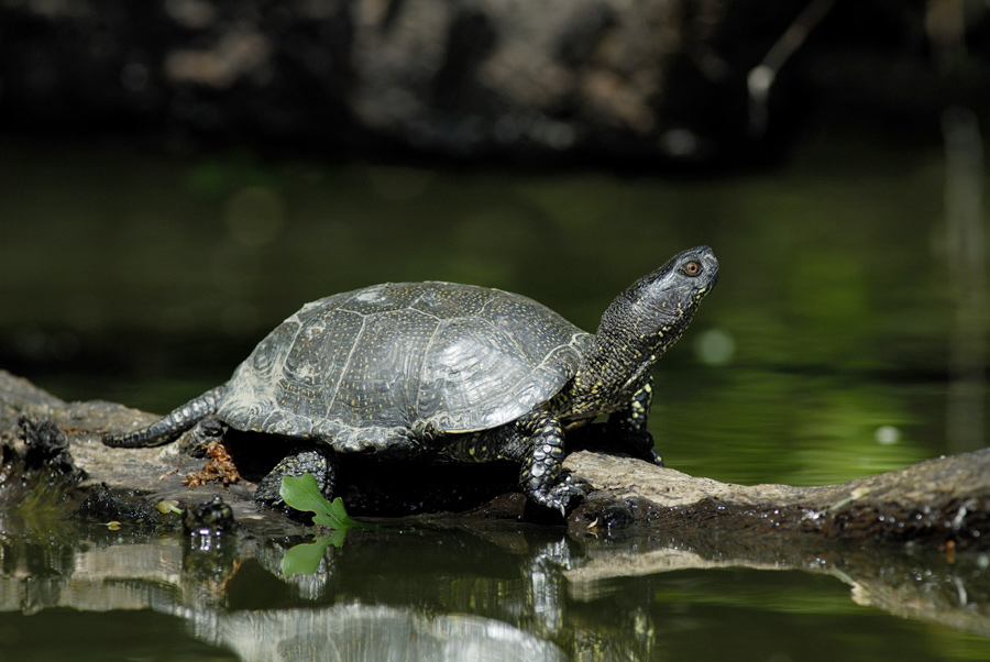 UBY - TORTUE CISTUDE