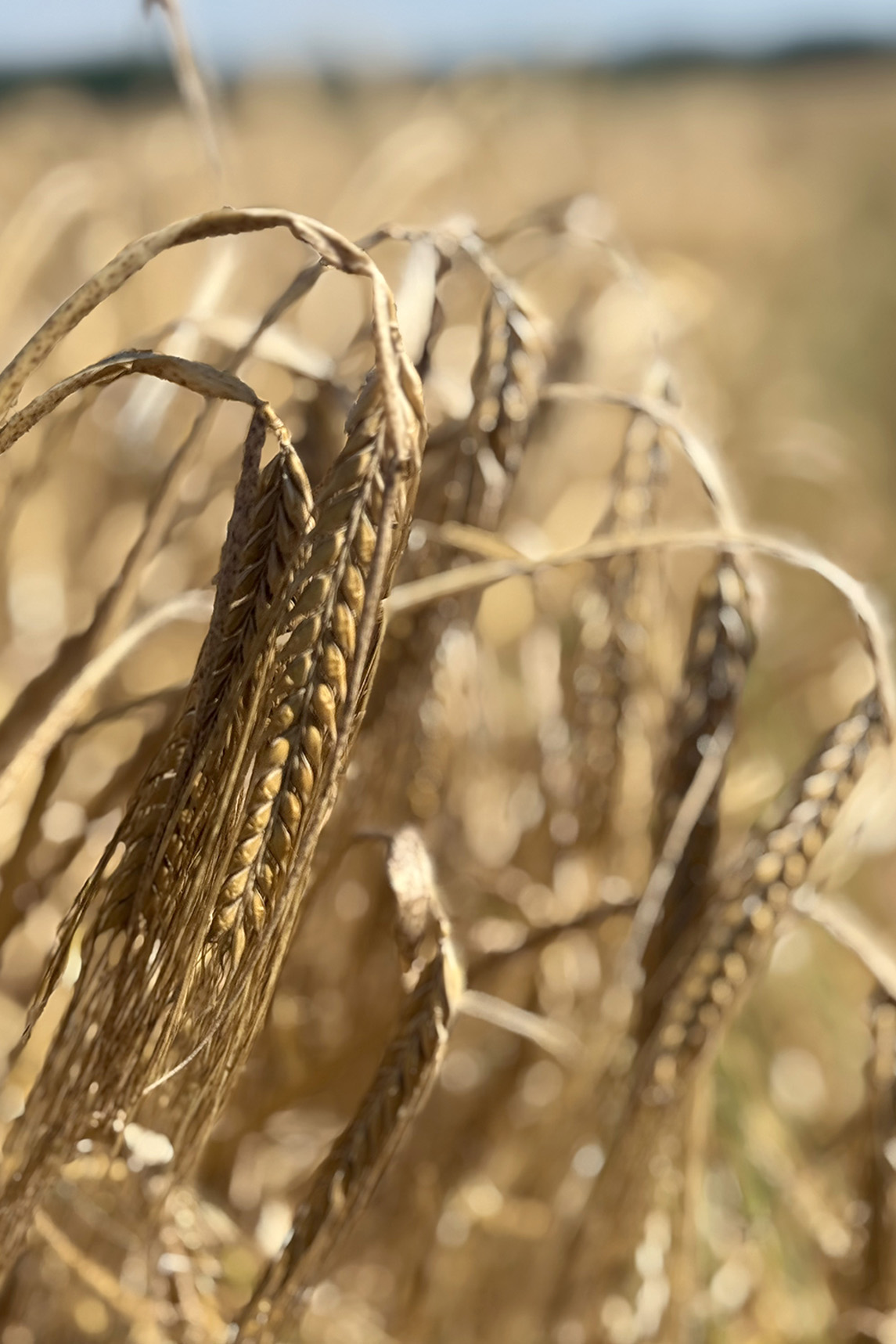 Cette photo présente des grains d'orge dans un champ